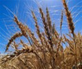 Russian wheat export prices largely unchanged ahead of new season