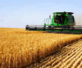 Australian wheat prices likely to rise further as competition dries up