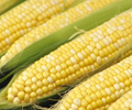 BRAZIL CORN WATCH: Output likely to fall below 90 mil mt in 2020-21