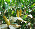 Brazil’s center-south second corn crop 20% harvested, AgRural says