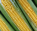 Corn firms after last week’s sharp losses, USDA report eyed