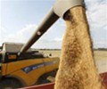 Egypt’s GASC buys 180,000 tonnes of wheat in tender