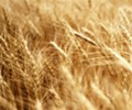 French soft wheat harvest sees slow start in wet weather