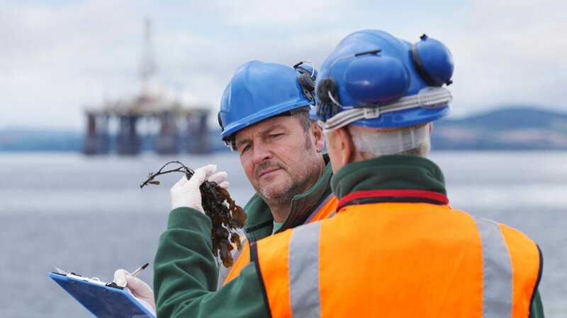 Two man examining seaweed