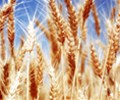 Strategie Grains lifts EU grain crop and export forecasts