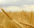 Wheat firms for 2nd day as dry weather hits U.S. spring crop