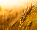 DRYNESS HITS ARGENTINE WHEAT BUT CROP ESTIMATE UNCHANGED – EXCHANGE