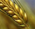 Dryness in Argentina seen damaging wheat crop, may not hit output: BCR