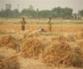 EU raises 2021/22 wheat crop forecast to 127.7 mln T