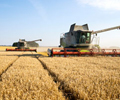 Russian 2021-22 wheat output seen lower at 80.2 mil mt on lower wheat area: Platts Analytics