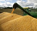 Tracking U.S. corn, soy export sales after slower summer pace