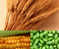 Wheat eases ahead of USDA report; corn, soybeans fall