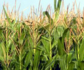 Corn eases after rally as U.S. harvest weighs; wheat firms