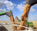 EU 2021/22 soft wheat exports at 5.79 mln tonnes by Sept. 12