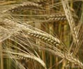 EU crop monitor cuts 2021 maize, spring barley yield forecasts