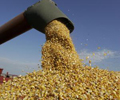 Funds’ grain and oilseed optimism sinks below year-ago levels