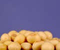 Latin American soybean meal premiums surge to record