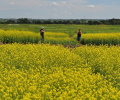 Australian Farmers Sidestep Chinese Tariff Hit With Record Canola Crop