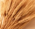 FranceAgriMer Cuts Soft Wheat Stocks Forecast For 2021/22