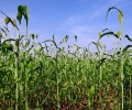 India’s Record Rice Crop Brings Problem Of Plenty For Farmers Juggling Protest