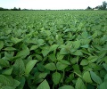 Soybeans fall on ample global supplies, corn and wheat up