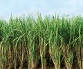 Sugarcane production in Brazil’s Center-South falls 6.86% on year: UNICA